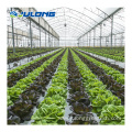 High tunnel film multi-span greenhouse for leafy vegetable